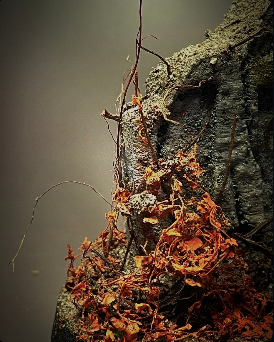 Forgotten Grave II
