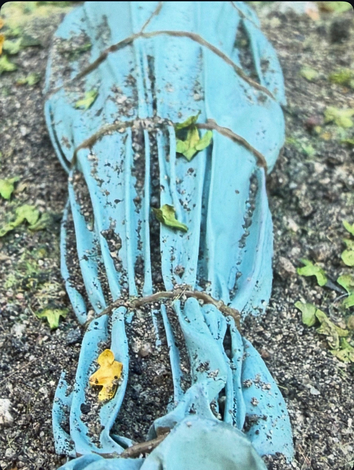 Cocoon